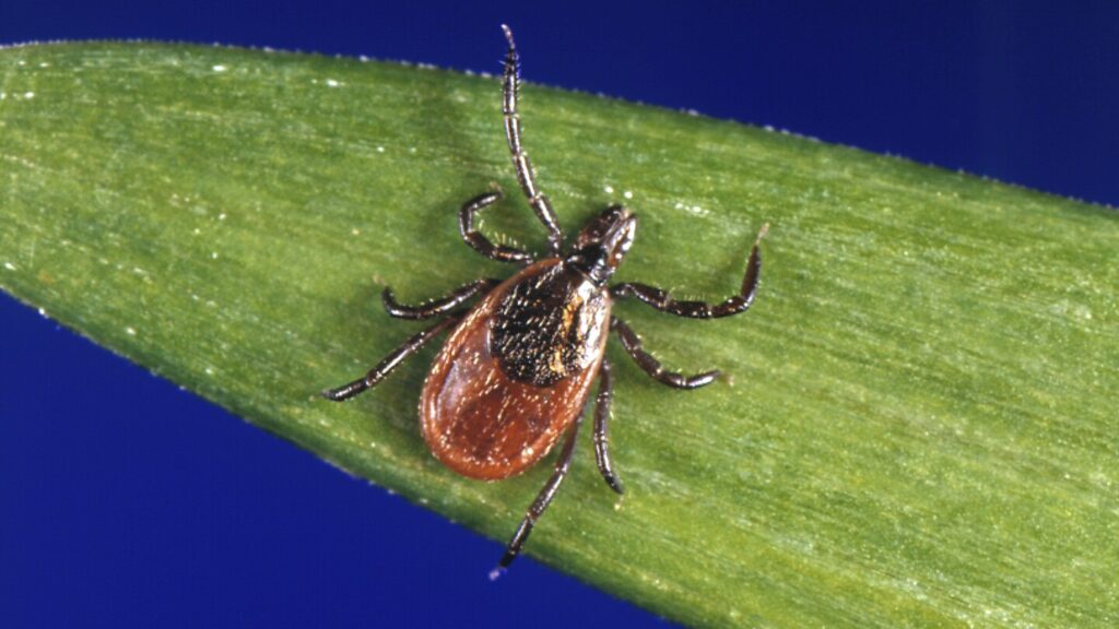 How to protect yourself from ticks year-round How to protect yourself from ticks year-round