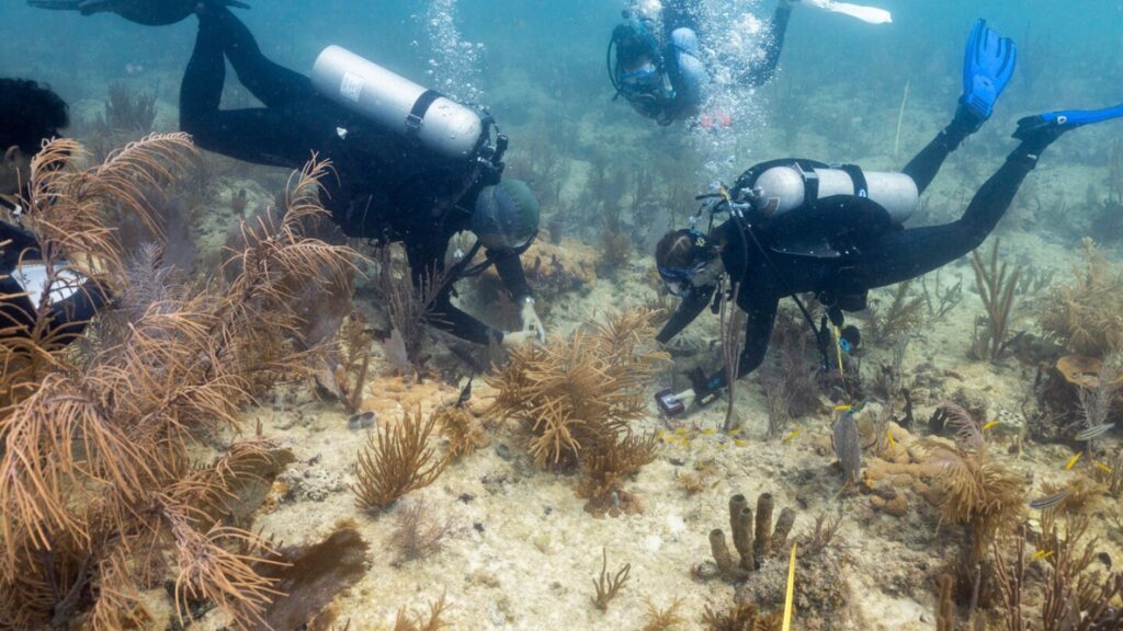 Scientists transplant crossbred corals to help save Miami’s reefs from climate change Scientists transplant crossbred corals to help save Miami's reefs from climate change