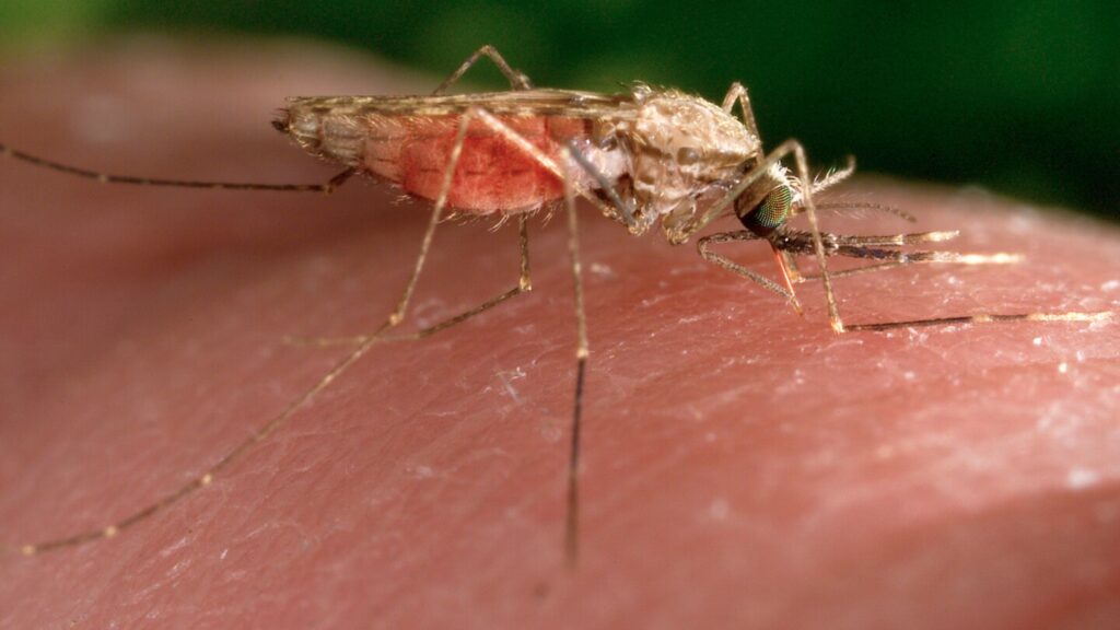 Swiss medicines authority issues first approval for antimalarial drug for treatment of infants Swiss medicines authority issues first approval for antimalarial drug for treatment of infants