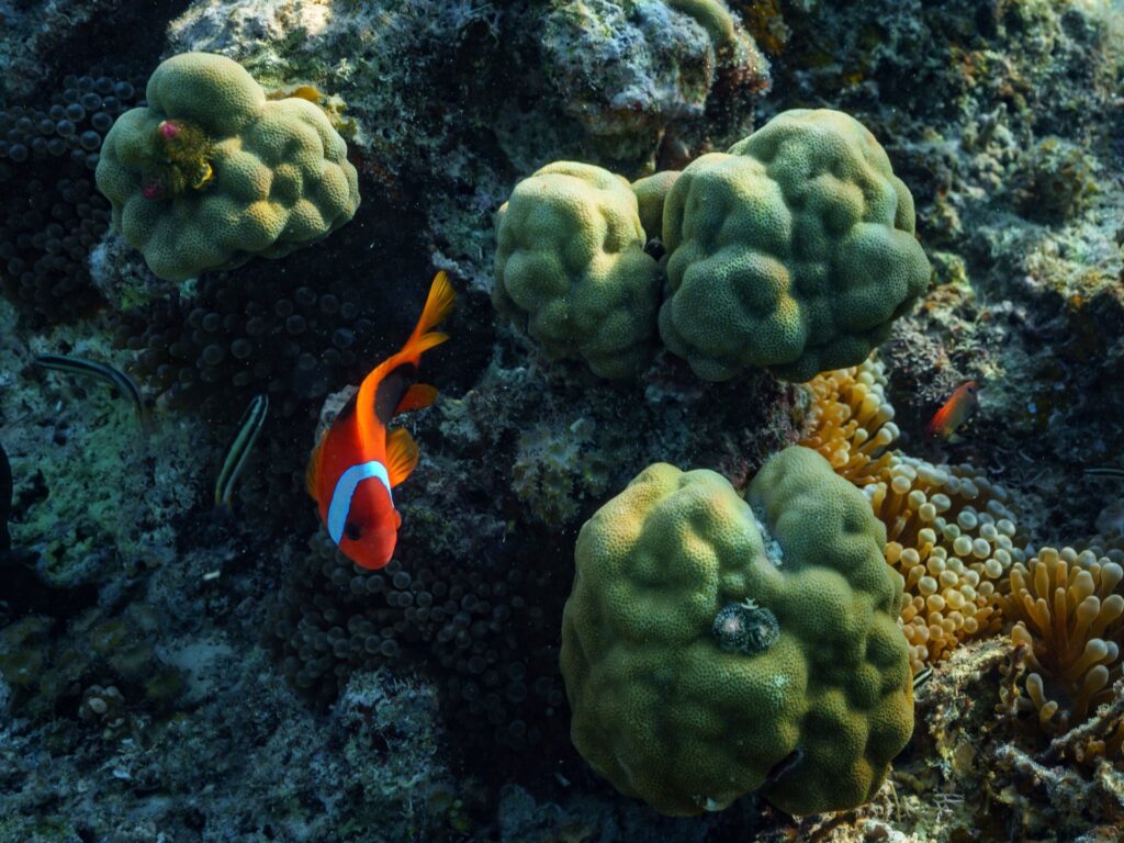 First treaty to protect marine life in high seas to take effect in January First treaty to protect marine life in high seas to take effect in January