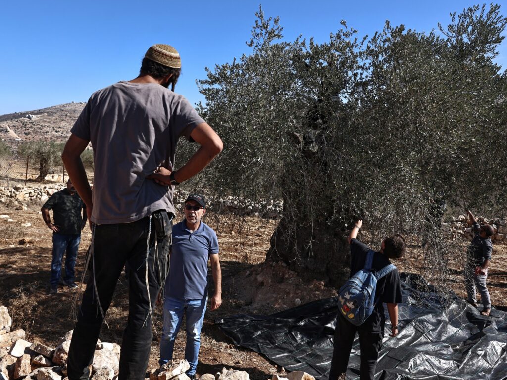 Israeli army, settlers target Palestinian olive harvesters in West Bank Israeli army, settlers target Palestinian olive harvesters in West Bank