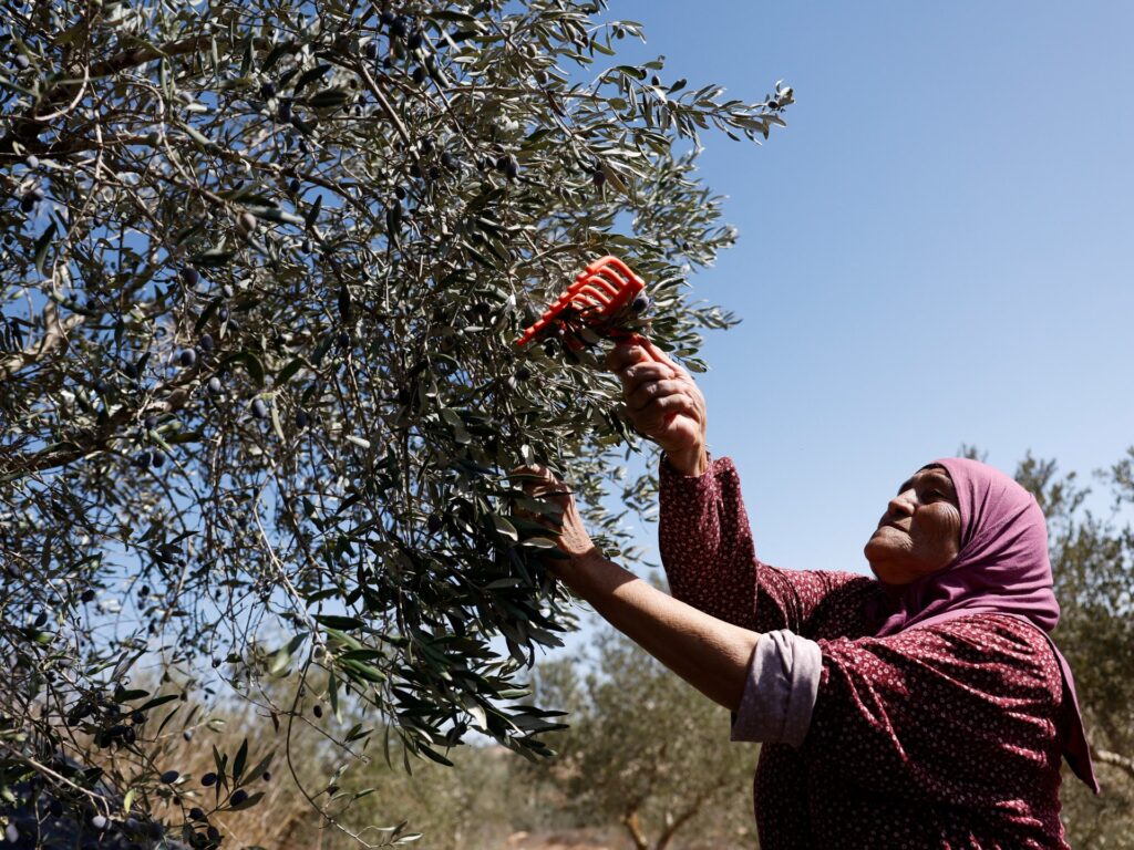 Israeli attacks on olive harvest ‘threaten Palestinian way of life’: UN Israeli attacks on olive harvest ‘threaten Palestinian way of life’: UN