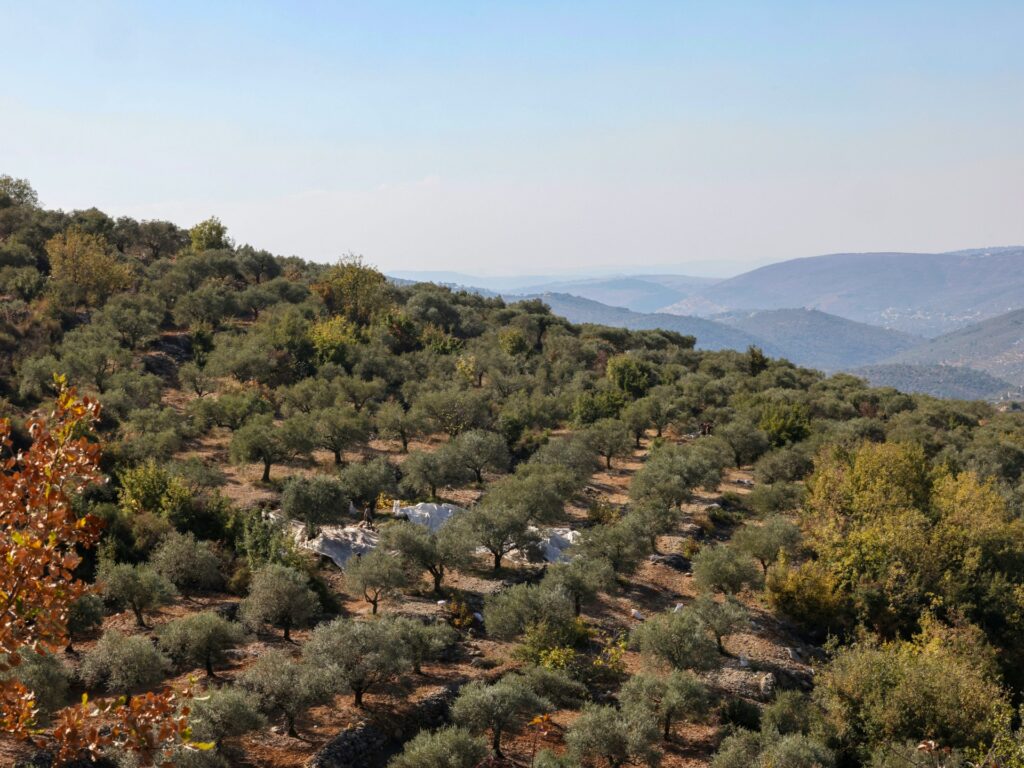 Olive farmers face danger, neglect after Israel’s war in southern Lebanon Olive farmers face danger, neglect after Israel’s war in southern Lebanon