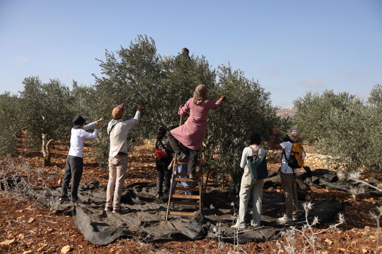 a lady in a pink dress and head scarf picks olives
