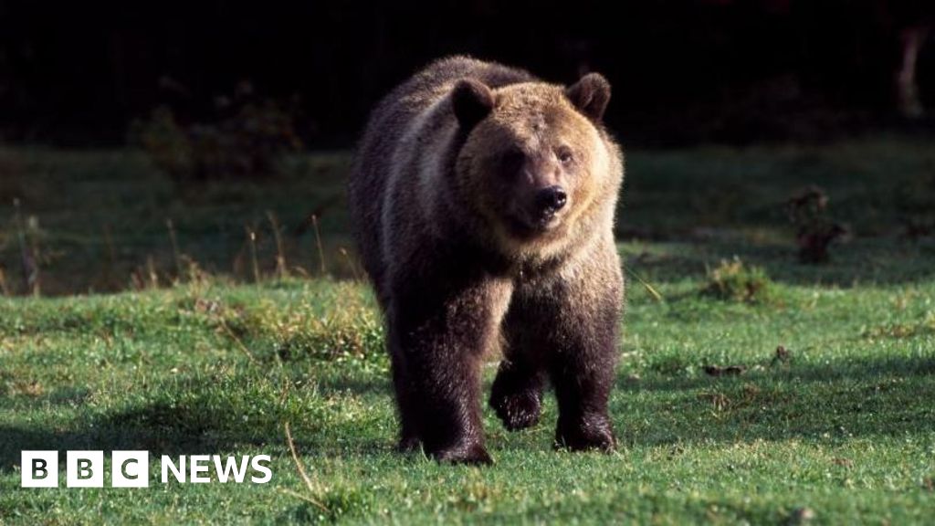 Missing hiker killed in possible bear attack in MontanaRescue crews spotted the hiker's remains in a densely wooded area, with injuries "consistent with those sustained by a bear encounter".2 hrs agoUS & Canada Missing hiker killed in possible bear attack in MontanaRescue crews spotted the hiker's remains in a densely wooded area, with injuries "consistent with those sustained by a bear encounter".2 hrs agoUS & Canada