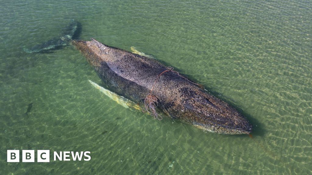 Whale found dead near Danish island after German rescue operationWildlife experts had previous criticised the operation, saying it would only cause the animal more distress.21 mins agoEurope Whale found dead near Danish island after German rescue operationWildlife experts had previous criticised the operation, saying it would only cause the animal more distress.21 mins agoEurope