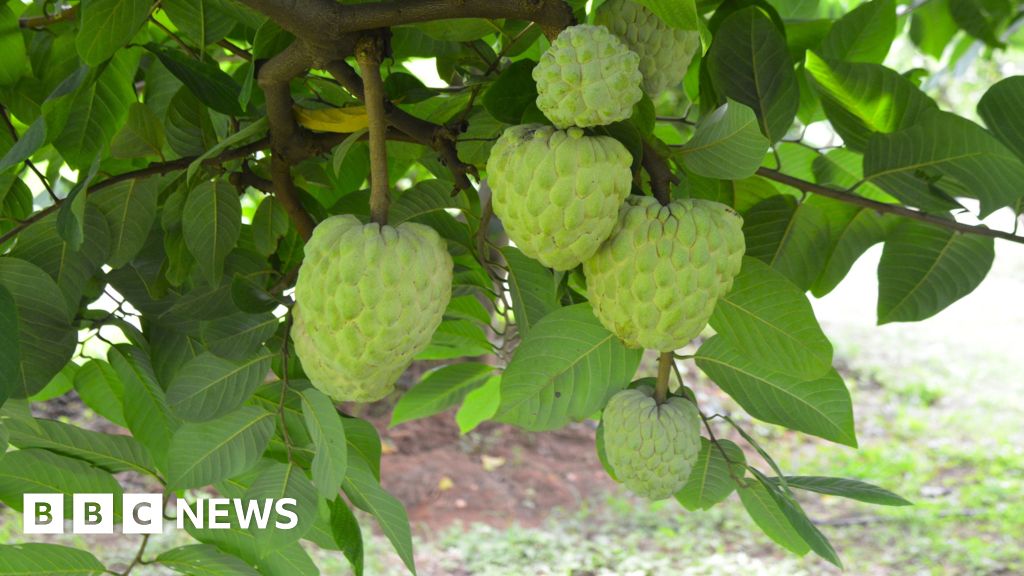 The rise of the fruit that tastes like custardCustard apple plants are prized for their hardiness but exporting their delicate fruit is difficult.1 day agoAsia The rise of the fruit that tastes like custardCustard apple plants are prized for their hardiness but exporting their delicate fruit is difficult.1 day agoAsia