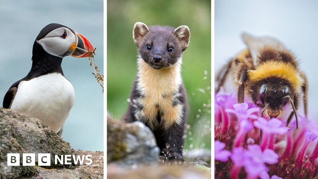 Puffin and bumblebee among 18 creatures shortlisted to feature on Pound notesThe Bank of England is asking the public which animals should appear on future banknotes.11 hrs agoBusiness Puffin and bumblebee among 18 creatures shortlisted to feature on Pound notesThe Bank of England is asking the public which animals should appear on future banknotes.11 hrs agoBusiness