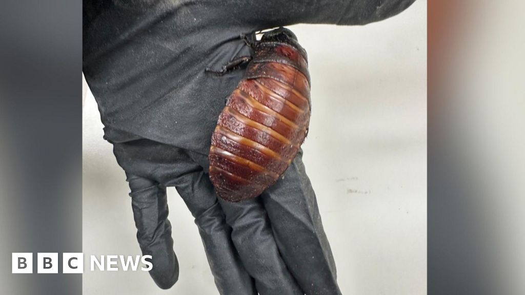 Giant hissing cockroaches among $200,000 worth of illegal insects seized in AustraliaAuthorities say the roaches, some as big as the palm of a hand, were likely sold as food for pet reptiles.3 hrs agoAustralia Giant hissing cockroaches among $200,000 worth of illegal insects seized in AustraliaAuthorities say the roaches, some as big as the palm of a hand, were likely sold as food for pet reptiles.3 hrs agoAustralia