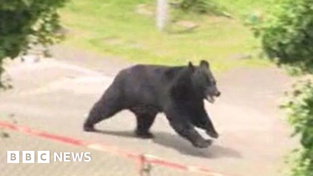 Bear opens window in factory escape, Japanese police sayThe bear had earlier attacked four people in an industrial part of Fukushima, in Japan's north-east.3 hrs agoAsia Bear opens window in factory escape, Japanese police sayThe bear had earlier attacked four people in an industrial part of Fukushima, in Japan's north-east.3 hrs agoAsia