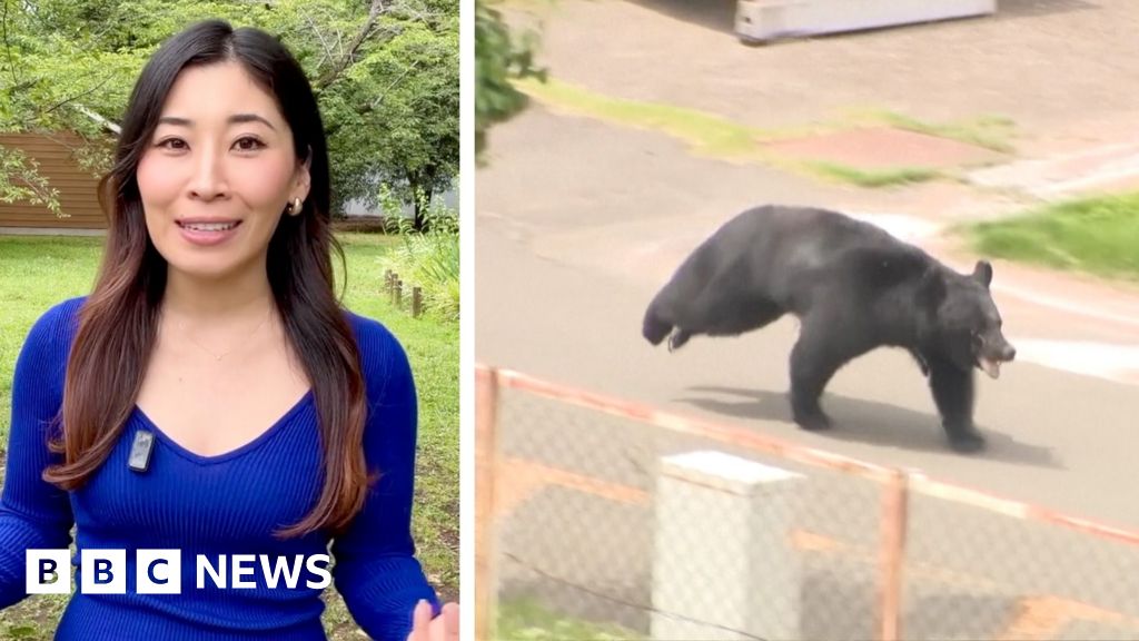 'Extremely intelligent' bear on the run in Japan after injuring four peopleAuthorities said that a bear in north-east Japan has eluded capture by opening a window17 mins agoAsia 'Extremely intelligent' bear on the run in Japan after injuring four peopleAuthorities said that a bear in north-east Japan has eluded capture by opening a window17 mins agoAsia