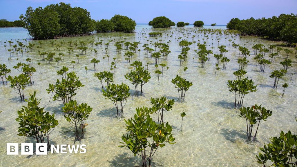 Mangrove forests are healing after decades of human destructionSwampy mangrove forests are staging a surprise comeback – which is good news for coastal communities and the climate.11 hrs agoClimate Mangrove forests are healing after decades of human destructionSwampy mangrove forests are staging a surprise comeback - which is good news for coastal communities and the climate.11 hrs agoClimate