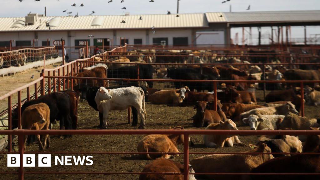 Canada bans Texas cattle over flesh-eating screwworm outbreak in USThe ban came as a second infected calf was identified in Texas, and the US state declaring a state of disaster over the outbreak.2 hrs agoUS & Canada Canada bans Texas cattle over flesh-eating screwworm outbreak in USThe ban came as a second infected calf was identified in Texas, and the US state declaring a state of disaster over the outbreak.2 hrs agoUS & Canada
