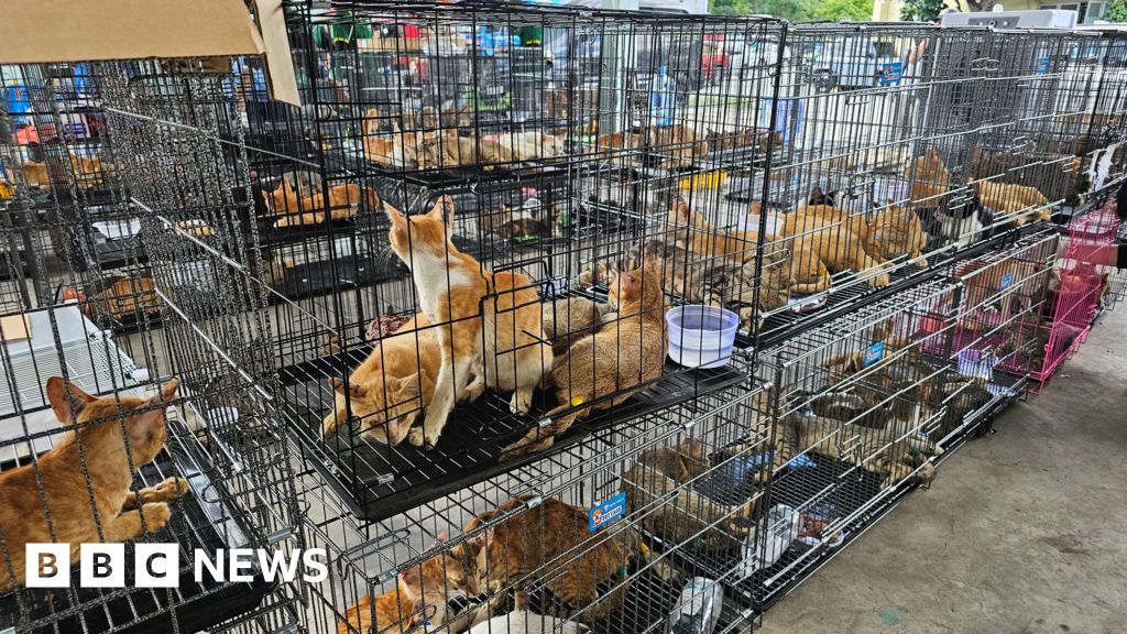 Hundreds of cats stolen for food in Vietnam rescued by police, welfare group saysPolice have arrested nine people and rescued more than 400 cats destined for slaughter, with more than 40 reunited with their owners.2 hrs agoAsia Hundreds of cats stolen for food in Vietnam rescued by police, welfare group saysPolice have arrested nine people and rescued more than 400 cats destined for slaughter, with more than 40 reunited with their owners.2 hrs agoAsia
