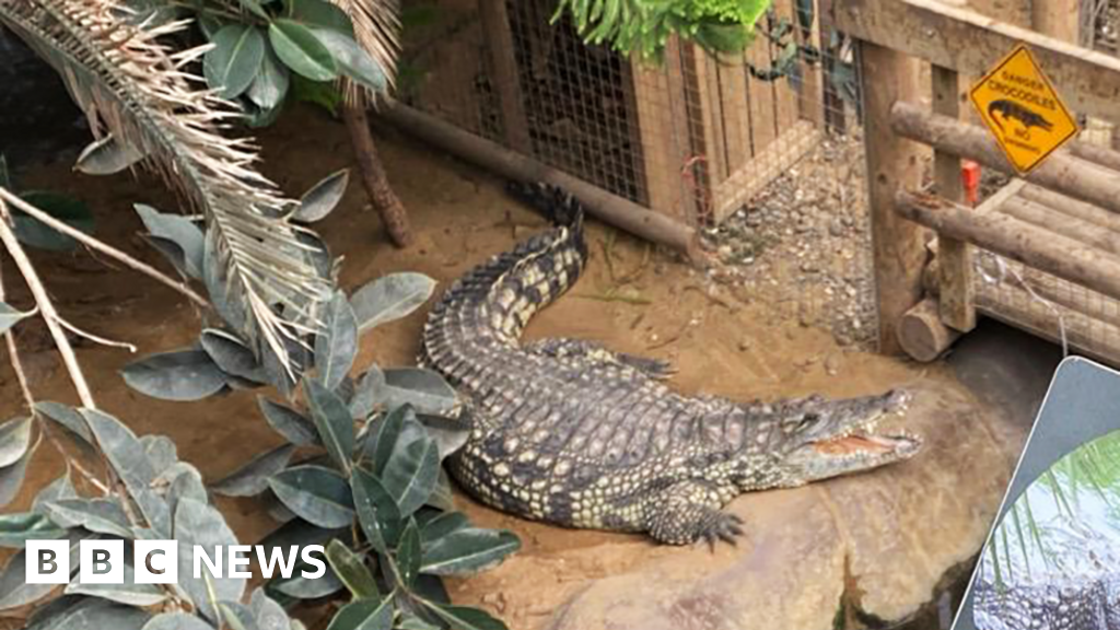 Man arrested on suspicion of attempted murder after boy, 3, injured at UK zooA three-year-old was left with critical injuries after entering a crocodile enclosure, police say.39 mins agoCambridgeshire Man arrested on suspicion of attempted murder after boy, 3, injured at UK zooA three-year-old was left with critical injuries after entering a crocodile enclosure, police say.39 mins agoCambridgeshire