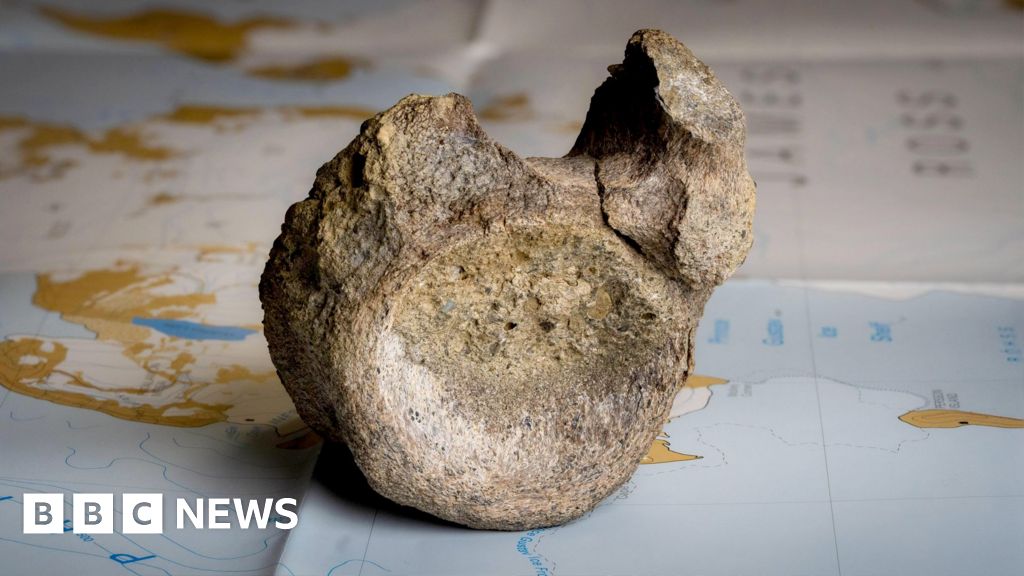 First dinosaur bone from Antarctica found in a drawerThe fossil, collected in Antarctica in 1985, is part of the tail of a beast called a Titanosaur.
2 hrs agoScience & Environment First dinosaur bone from Antarctica found in a drawerThe fossil, collected in Antarctica in 1985, is part of the tail of a beast called a Titanosaur.
2 hrs agoScience & Environment
