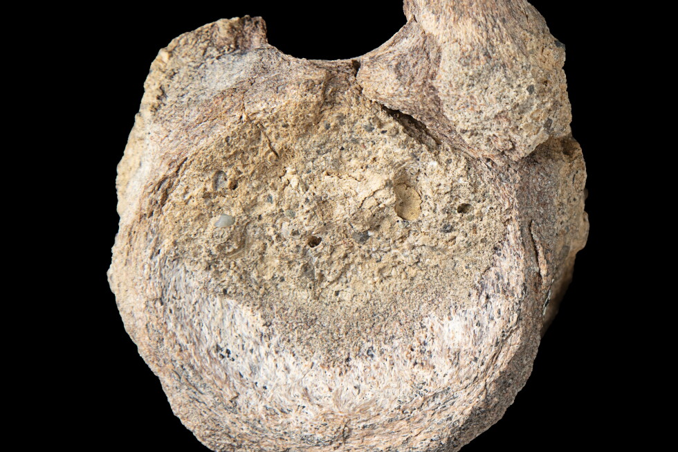 A rare dinosaur fossil from Antarctica is found tucked away in a drawer A rare dinosaur fossil from Antarctica is found tucked away in a drawer