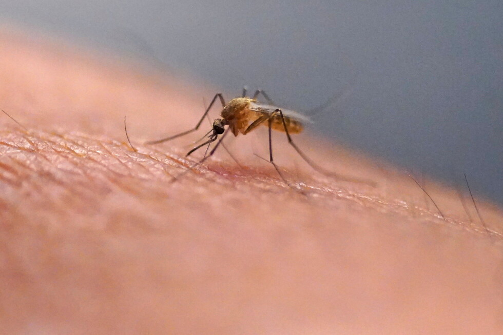 Scratching that bug bite might feel good at first but science explains why it’s a bad idea Scratching that bug bite might feel good at first but science explains why it's a bad idea