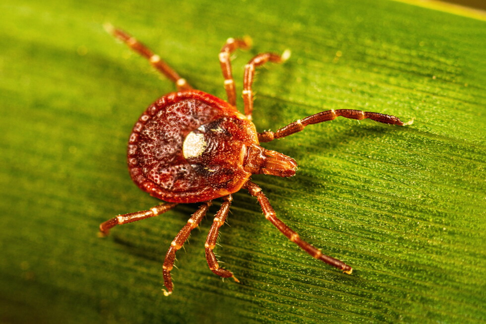 What to know about alpha-gal syndrome, the life-threatening meat allergy caused by tick bites What to know about alpha-gal syndrome, the life-threatening meat allergy caused by tick bites
