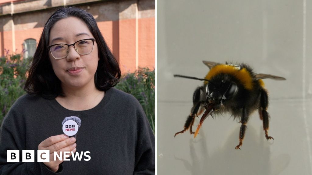 Do bees have feelings? Study reveals the insects' 'inner life'New research found bumblebees showed "emotion-like behaviours" previously only seen in mammals.2 hrs ago Do bees have feelings? Study reveals the insects' 'inner life'New research found bumblebees showed "emotion-like behaviours" previously only seen in mammals.2 hrs ago