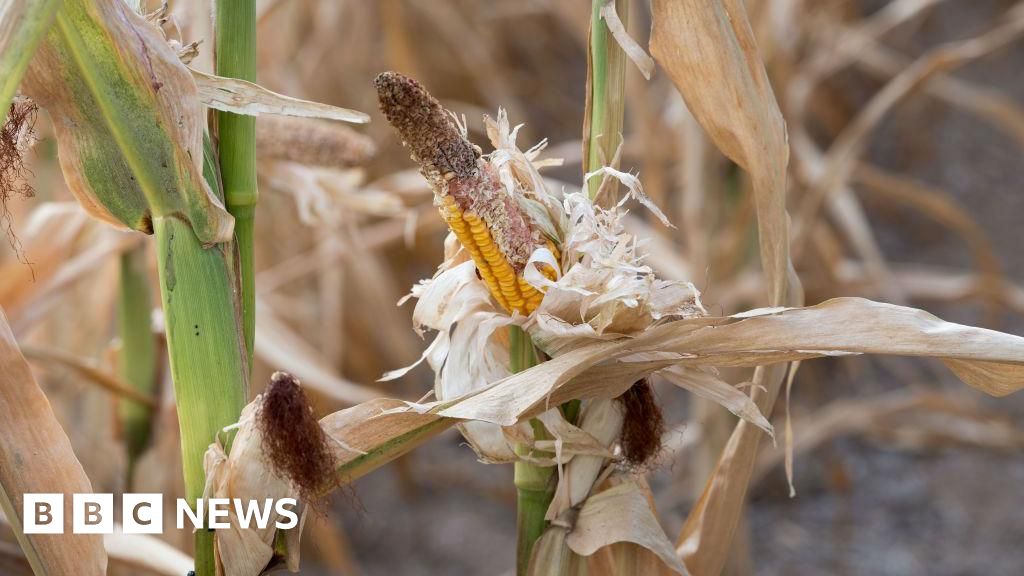 Sixteen starve to death in Uganda as drought kills cropsClimate change, poor rainfall, deforestation, overgrazing and crop pests are to blame, say experts.3 hrs agoAfrica Sixteen starve to death in Uganda as drought kills cropsClimate change, poor rainfall, deforestation, overgrazing and crop pests are to blame, say experts.3 hrs agoAfrica