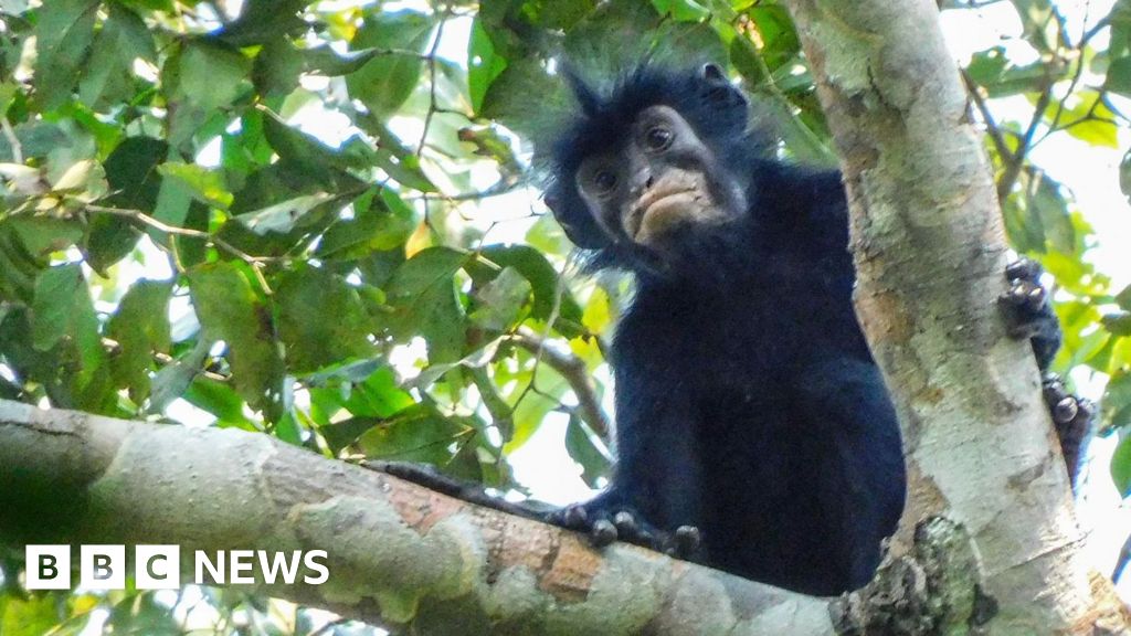 Watch: What we know about newly discovered monkey species with orange lipsNew monkey species hailed as 'amazing discovery' by conservationist.2 hrs agoAfrica Watch: What we know about newly discovered monkey species with orange lipsNew monkey species hailed as 'amazing discovery' by conservationist.2 hrs agoAfrica