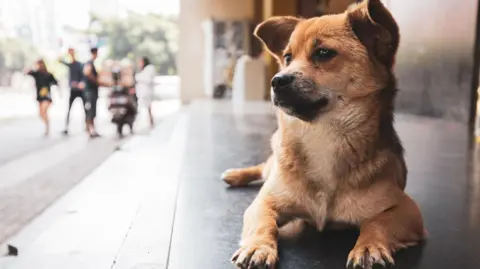 Getty Images File photo of a dog in Sichuan, China
