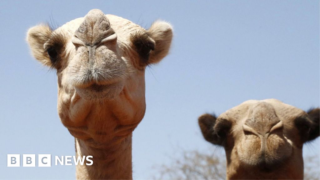 Even camels can't cope: Africa's ships of the desert hit by rising temperaturesHerders and experts tell the BBC how Africa's camels are suffering because of extreme heat.4 hrs agoWorld Even camels can't cope: Africa's ships of the desert hit by rising temperaturesHerders and experts tell the BBC how Africa's camels are suffering because of extreme heat.4 hrs agoWorld
