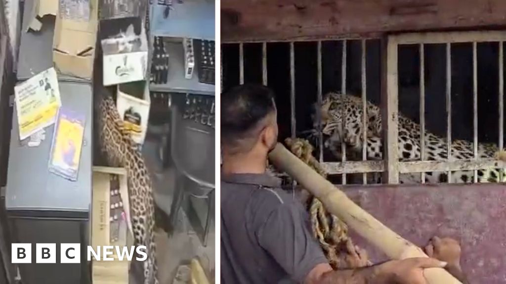 Liquor store employee narrowly escapes leopard attackAfter nearly five hours, officials captured the animal and it was later released back into the wild, local authorities confirmed.
1 hr agoAsia Liquor store employee narrowly escapes leopard attackAfter nearly five hours, officials captured the animal and it was later released back into the wild, local authorities confirmed.
1 hr agoAsia