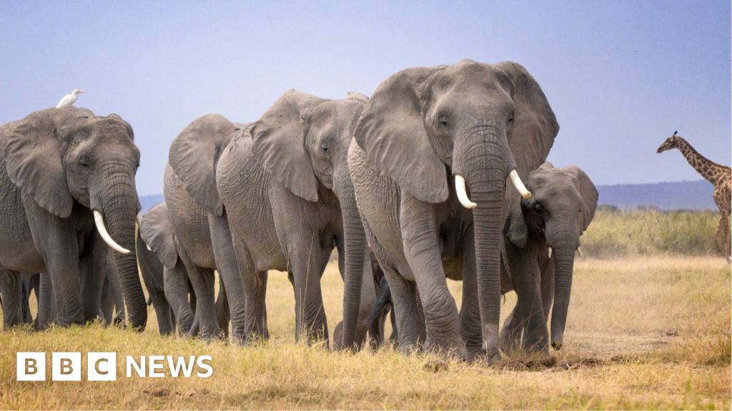 Mysterious deaths of 14 elephants in Kenya prompts urgent inquiryIt is the highest number of elephant deaths to be recorded in this area of southern Kenya in decades.3 hrs agoAfrica Mysterious deaths of 14 elephants in Kenya prompts urgent inquiryIt is the highest number of elephant deaths to be recorded in this area of southern Kenya in decades.3 hrs agoAfrica