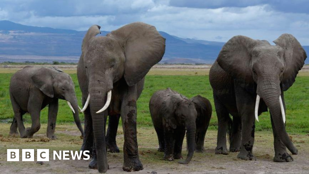 Cyanide in tomato pesticide killed 15 elephants, Kenyan officials suspectFoul play is ruled out in the record number of elephant deaths for decades in this area of southern Kenya.1 day agoAfrica Cyanide in tomato pesticide killed 15 elephants, Kenyan officials suspectFoul play is ruled out in the record number of elephant deaths for decades in this area of southern Kenya.1 day agoAfrica