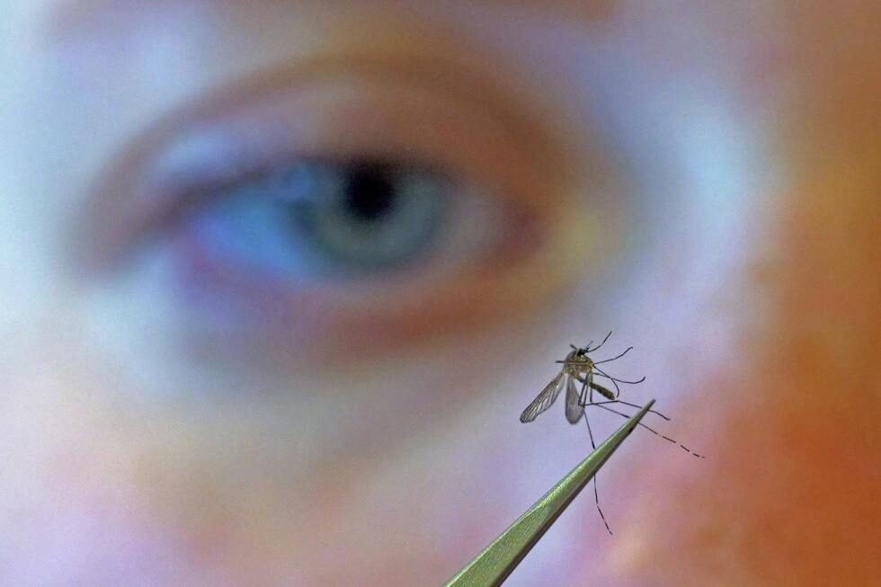 CDC urges people to prevent mosquito bites as West Nile virus season hits a strong, early start CDC urges people to prevent mosquito bites as West Nile virus season hits a strong, early start