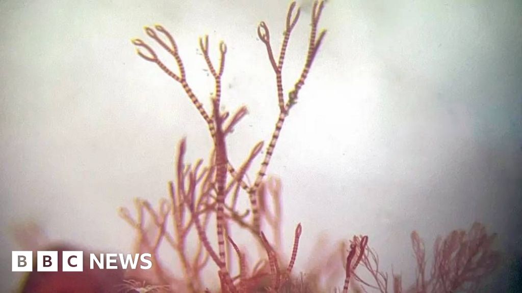 Scientist's lifelong obsession with mystery of elusive 'pink zebra' seaweedAn ancient algae first spotted four decades ago will now join the collection of the Natural History Museum. 9 hrs agoScience & Environment Scientist's lifelong obsession with mystery of elusive 'pink zebra' seaweedAn ancient algae first spotted four decades ago will now join the collection of the Natural History Museum. 9 hrs agoScience & Environment