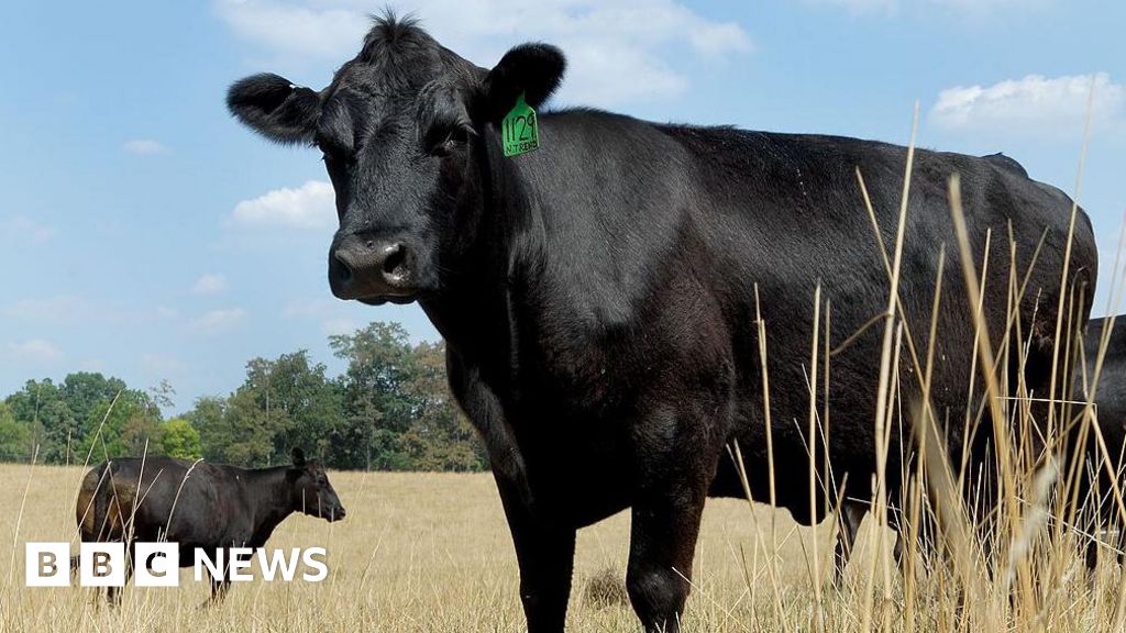 What's causing record high US beef prices?The meat has never been more expensive, due to supply shortages, but no-one is making more money.8 hrs agoUS & Canada What's causing record high US beef prices?The meat has never been more expensive, due to supply shortages, but no-one is making more money.8 hrs agoUS & Canada