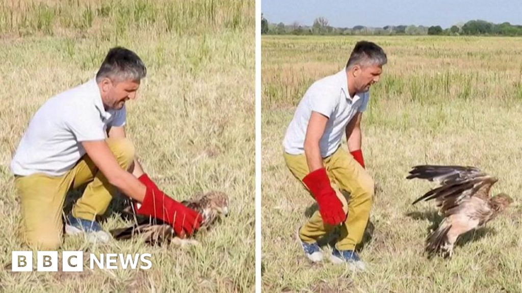 Kidnapped rare Serbian eagle freed into wild after rescueFeliks the eagle was abducted as he first flew the nest in Serbia and wound up in the Middle East with poachers who demanded a ransom.12 hrs agoEurope Kidnapped rare Serbian eagle freed into wild after rescueFeliks the eagle was abducted as he first flew the nest in Serbia and wound up in the Middle East with poachers who demanded a ransom.12 hrs agoEurope