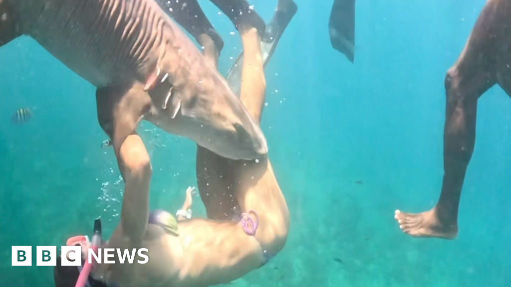 The influencers getting bitten while chasing the perfect shark shotTayane Dalazen was on a shark-diving trip in Brazil when she was attacked.7 hrs agoScience & Environment The influencers getting bitten while chasing the perfect shark shotTayane Dalazen was on a shark-diving trip in Brazil when she was attacked.7 hrs agoScience & Environment
