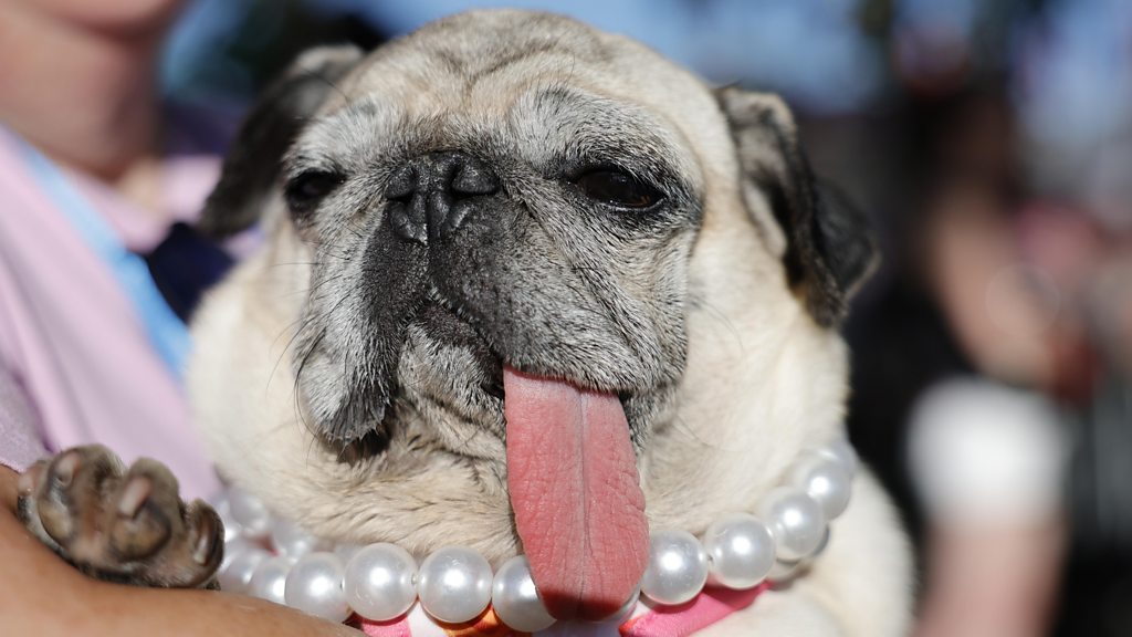 World's Ugliest Dog contest crowns 2026 winnerThe annual contest has been taking place in Santa Rosa, California.21 hrs ago World's Ugliest Dog contest crowns 2026 winnerThe annual contest has been taking place in Santa Rosa, California.21 hrs ago