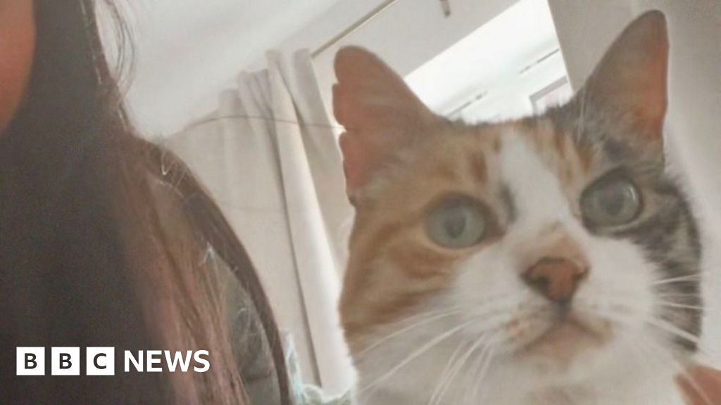 Cat returns home after 10-year 'adventure'Charlie's owners were shocked when they received a call from the vet saying she had been found safe.7 hrs agoWales Cat returns home after 10-year 'adventure'Charlie's owners were shocked when they received a call from the vet saying she had been found safe.7 hrs agoWales