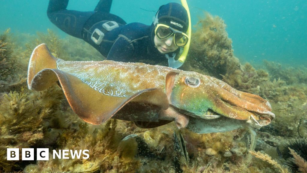 Australia usually hosts the world's biggest cuttlefish mating event – not this yearAccording to official figures only 1,811 cuttlefish turned up to mate this year, down 97% on last year.2 hrs agoAustralia Australia usually hosts the world's biggest cuttlefish mating event - not this yearAccording to official figures only 1,811 cuttlefish turned up to mate this year, down 97% on last year.2 hrs agoAustralia