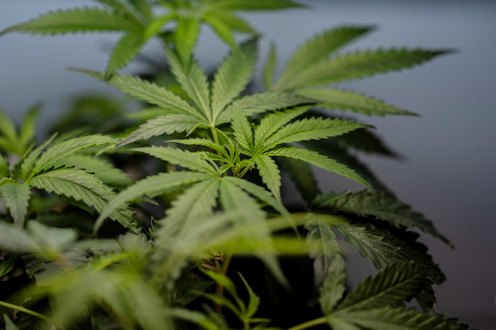 US sees a big jump in nausea cases among frequent marijuana users in the hospital US sees a big jump in nausea cases among frequent marijuana users in the hospital