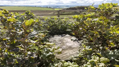 National Trust Images/PA The Sycamore Gap tree stump fenced with a thick ring of new shoots around its stump. A wooden fence with a wire mesh is protecting the tree. In the background there is green open countryside. 