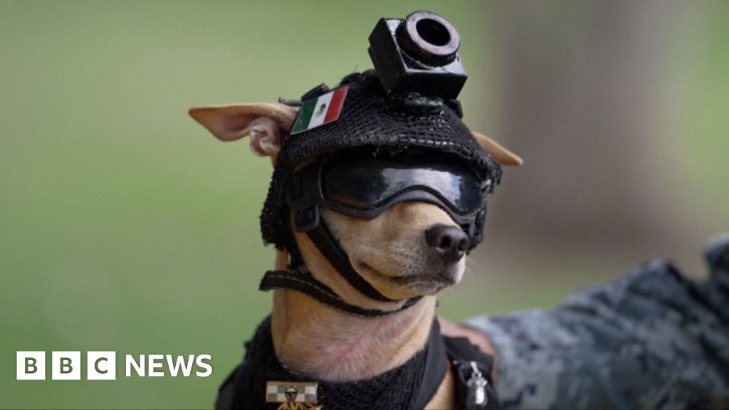 Mexico's National Guard debuts chihuahua dog recruit named 'Comando'The 13-month-old small canine is equipped with protective gear and a camera, and is being trained for search-and-rescue missions.10 mins agoLatin America Mexico's National Guard debuts chihuahua dog recruit named 'Comando'The 13-month-old small canine is equipped with protective gear and a camera, and is being trained for search-and-rescue missions.10 mins agoLatin America
