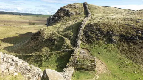National Trust Images/PA The Sycamore Gap tree stump fenced off next to Hadrian's Wall has  a thick ring of new shoots around its stump. The wall snakes up and down a green hill, set within open countryside. The wooden fence around the stump is against the wall on one side of it.