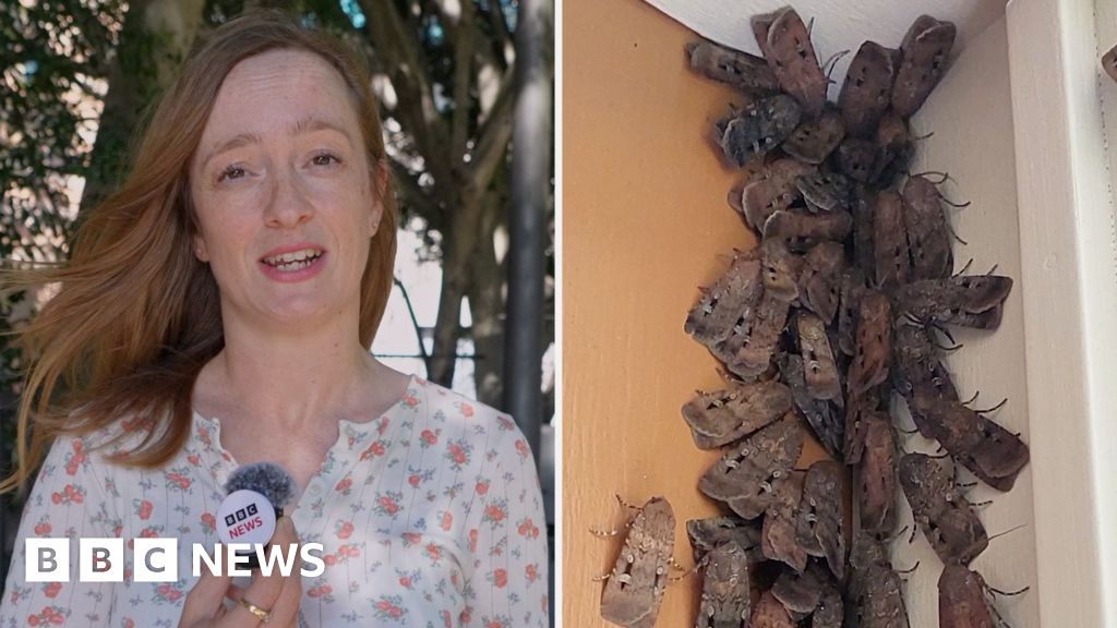 Why are these endangered moths swarming Australia's east coast?The sudden influx of Bogong moths has caused a stir in cities like Sydney and Canberra, with people filming them infiltrating their homes and cars.9 hrs agoAustralia Why are these endangered moths swarming Australia's east coast?The sudden influx of Bogong moths has caused a stir in cities like Sydney and Canberra, with people filming them infiltrating their homes and cars.9 hrs agoAustralia