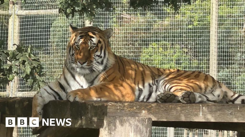 UK wildlife park remains closed after fatal tiger attackYorkshire Wildlife Park remains closed after a man entered the tiger enclosure and was fatally attacked on Saturday.5 mins agoSouth Yorkshire UK wildlife park remains closed after fatal tiger attackYorkshire Wildlife Park remains closed after a man entered the tiger enclosure and was fatally attacked on Saturday.5 mins agoSouth Yorkshire
