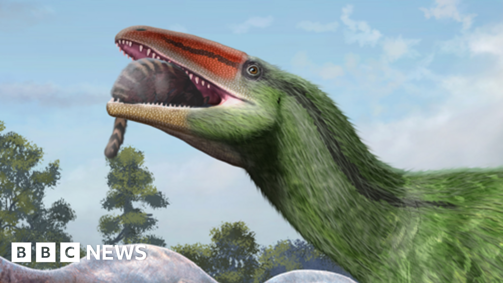 Island fossil identified as new dinosaur speciesInvictibellatrix would have been up to four metres long with feathers and had 20cm claws.9 hrs agoHampshire & Isle of Wight Island fossil identified as new dinosaur speciesInvictibellatrix would have been up to four metres long with feathers and had 20cm claws.9 hrs agoHampshire & Isle of Wight