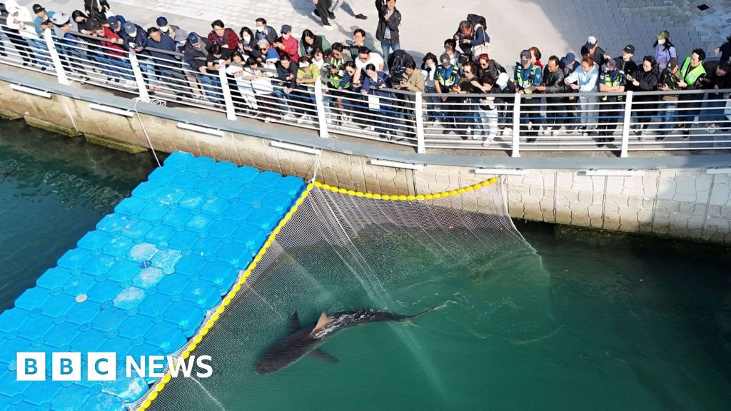 Celebrity shark guided out of South Korea canal refuses to swim out to seaBukangi the shark became an unlikely sensation after it was spotted in a canal in Busan weeks ago.35 mins agoAsia Celebrity shark guided out of South Korea canal refuses to swim out to seaBukangi the shark became an unlikely sensation after it was spotted in a canal in Busan weeks ago.35 mins agoAsia