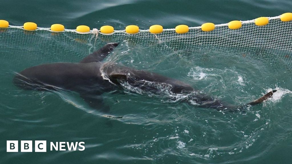 A shark went astray and captured Korea's heart – will she finally make it back to sea?More than a million people flocked to Busan to catch a glimpse of the female dusky shark they called Bukangi.40 mins agoAsia A shark went astray and captured Korea's heart - will she finally make it back to sea?More than a million people flocked to Busan to catch a glimpse of the female dusky shark they called Bukangi.40 mins agoAsia