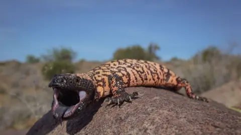 Alexander Wong/Getty Images An orange and black striped lizard sits on a brown rock in the sun with its mouth open, and its black tongue can be seen. In the background is a blurred dry vegetated landscape, the sky is blue. 