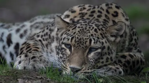 Getty Images A close up of a Persian leopard lying on the grass with its eyes open